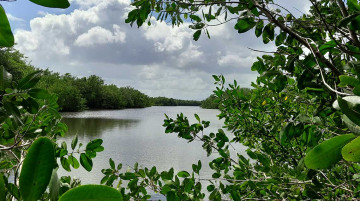 Comprendre, préserver et mettre en valeur les zones humides de Port-Louis en Guadeloupe