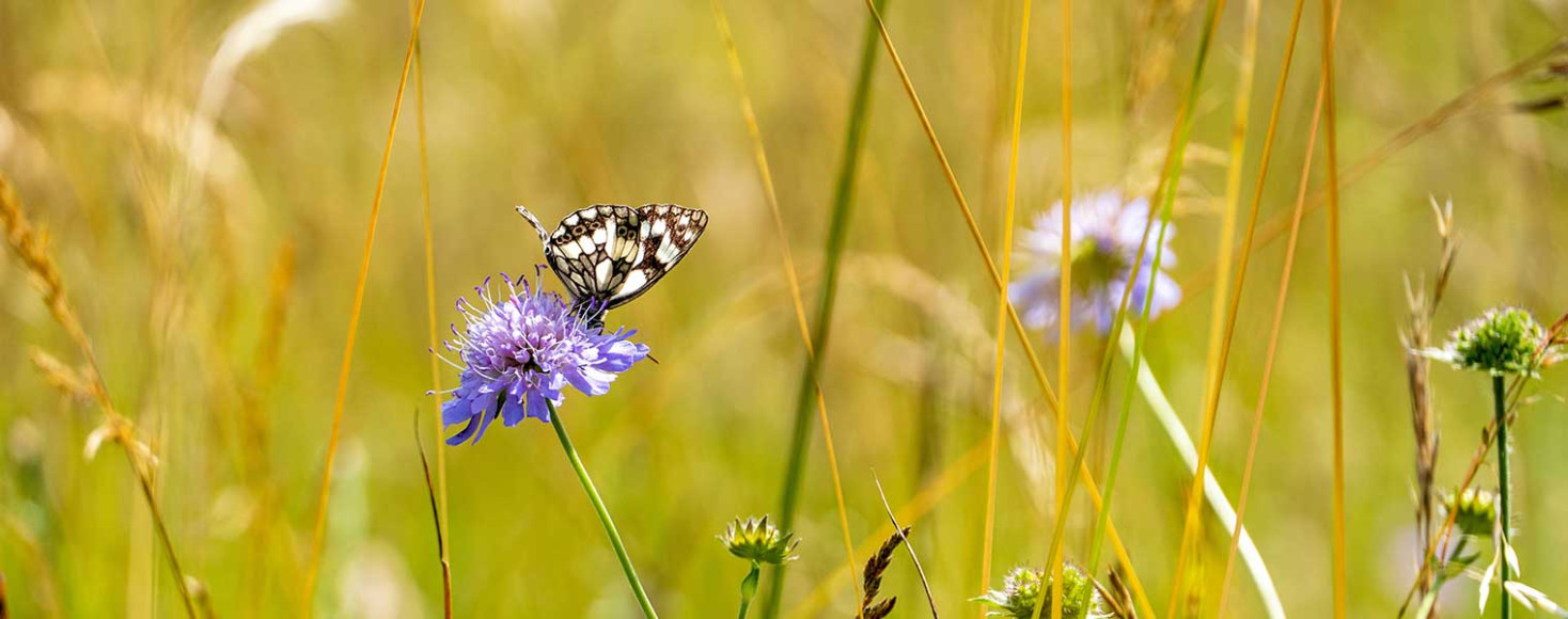 Le changement climatique parmi les cinq causes du déclin de la biodiversité : enjeux et solutions