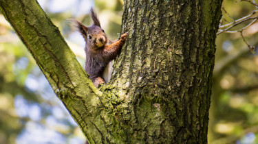 Biodiversité & génie écologique : intégrer les enjeux écologiques au cœur des projets
