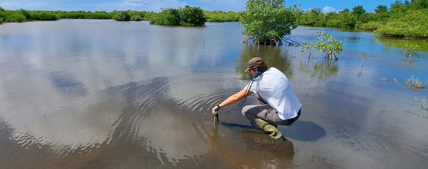 Étude du fonctionnement hydrologique des marais de Port-Louis en Guadeloupe