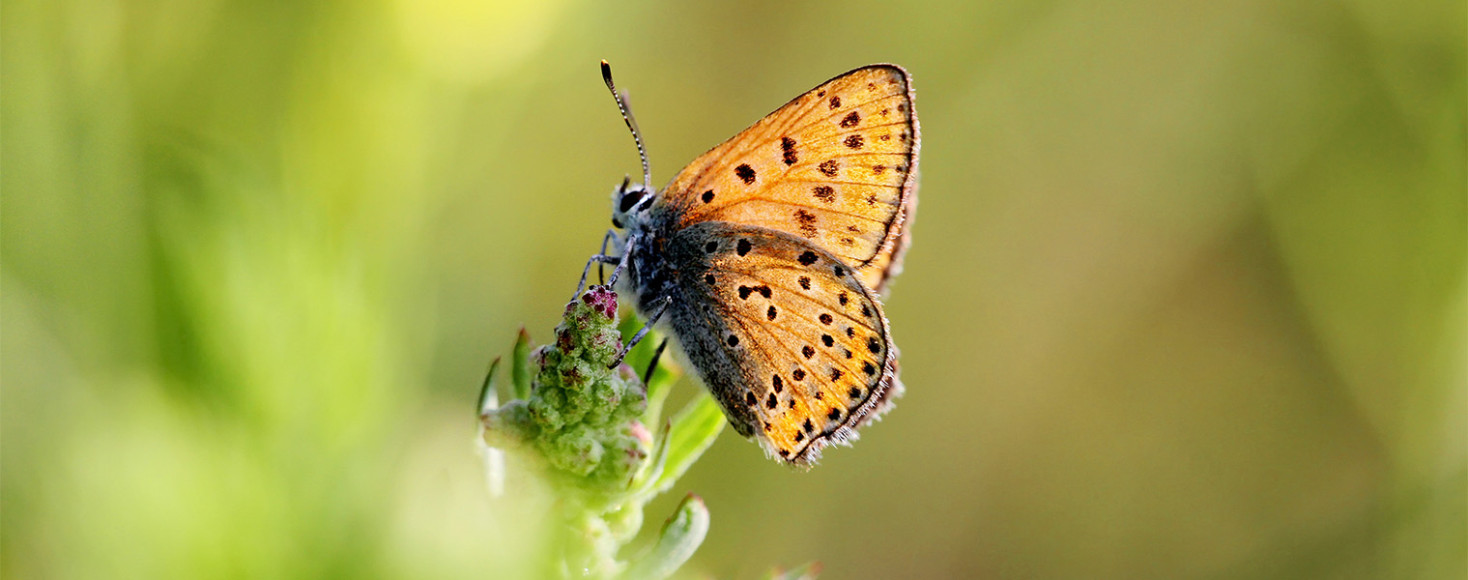 Biodiversité & génie écologique : intégrer les enjeux écologiques au cœur des projets