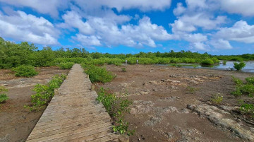 Comprendre, préserver et mettre en valeur les zones humides de Port-Louis en Guadeloupe
