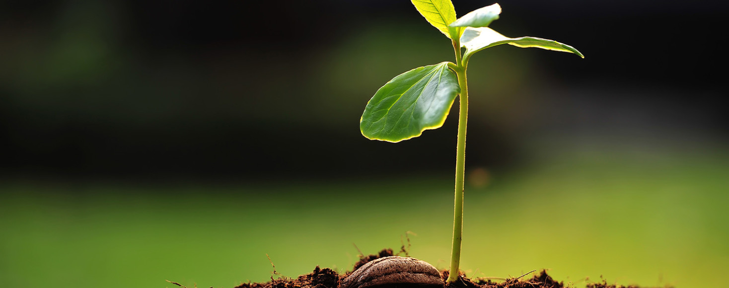 Gestion environnementale et sociale des projets à l'international