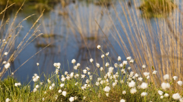 Biodiversité & génie écologique : intégrer les enjeux écologiques au cœur des projets